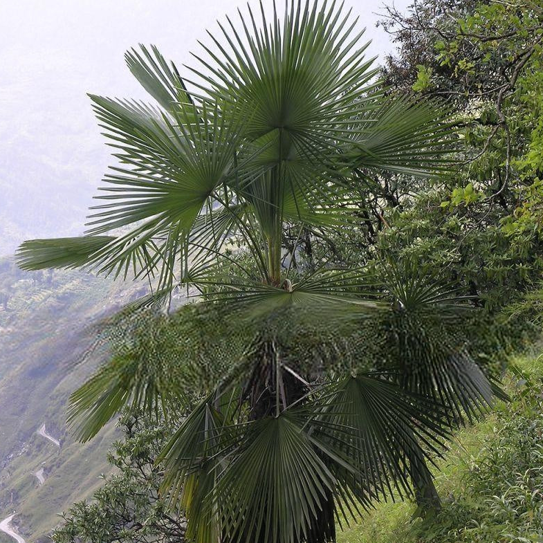 Takil Trachycarpus takil – Kumaon Fan Palm ️ (Seeds) – VIRIAR