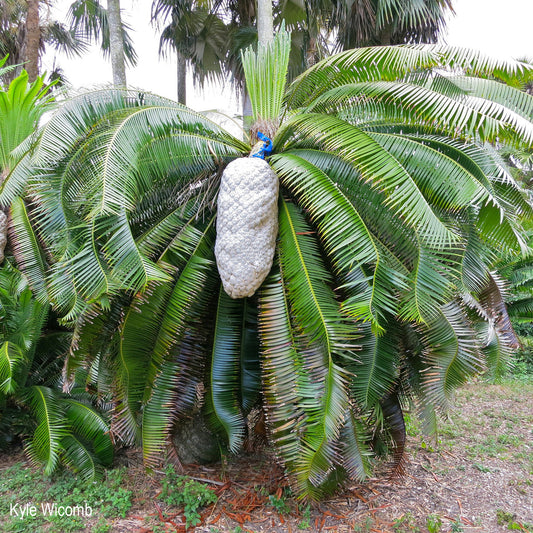 Dioon spinulosum - Riesenmexikanische Palmfarne - 15- 25 cm große Pflanze