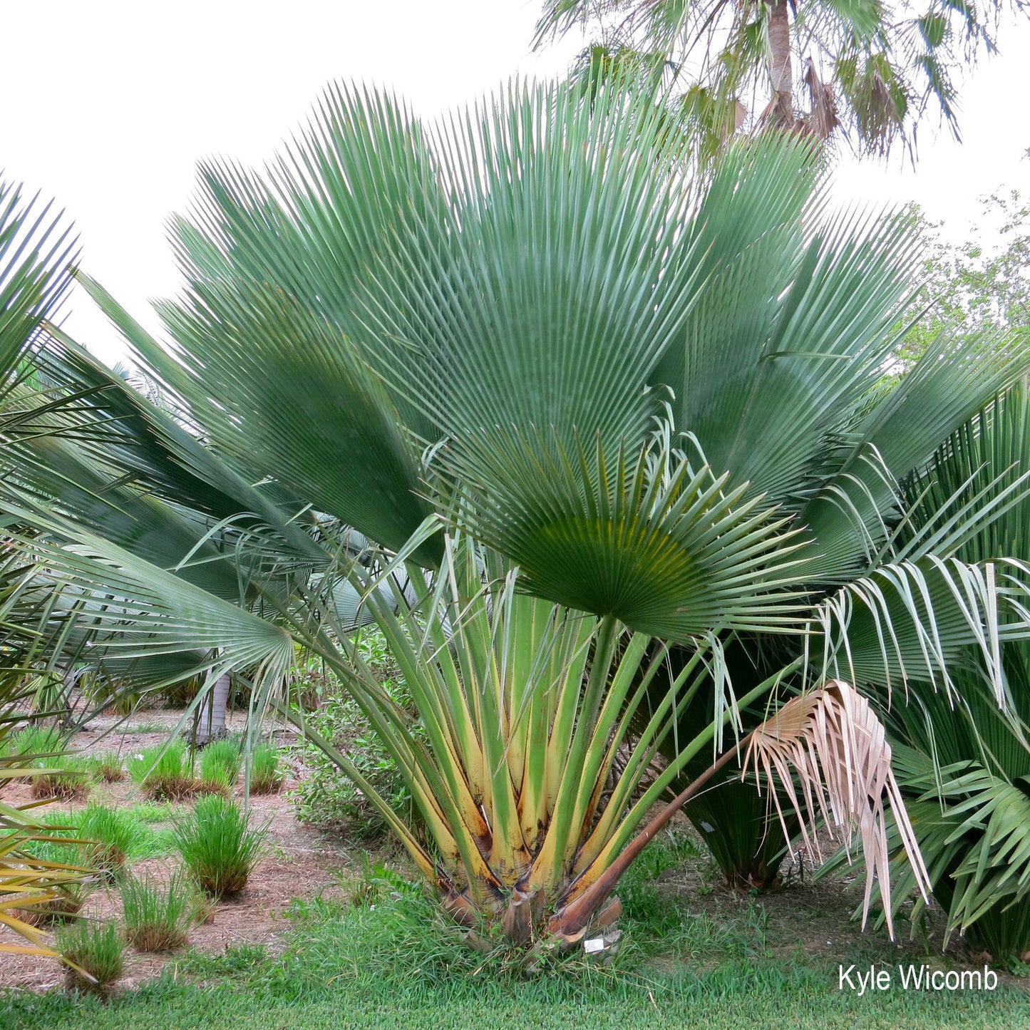 Copernicia gigas - Giant Yarey Palm- (20-25 cm) plant
