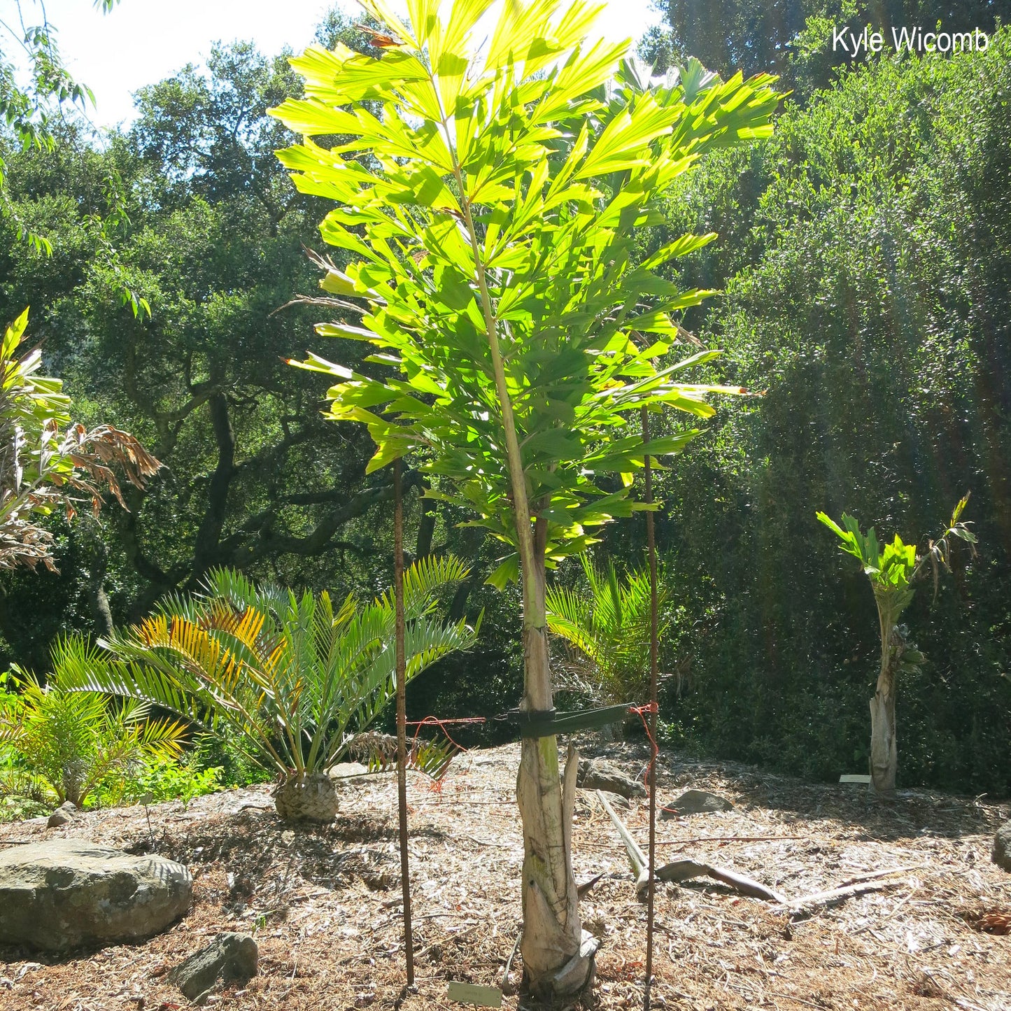 Caryota maxima 'Himalaya' - Himalaya-Fischschwanzpalme - 9b (-7º C) - 10X Samen