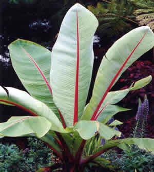 Ensete ventricosum - Abyssinian Banana - 10 seeds