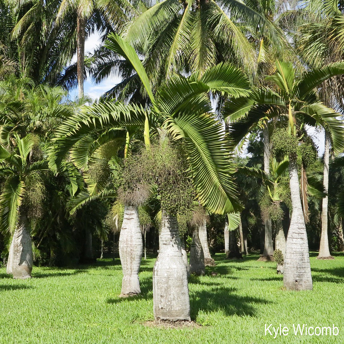 Bottle Palm - Hyophorbe lagenicaulis - 20 cm potted plant
