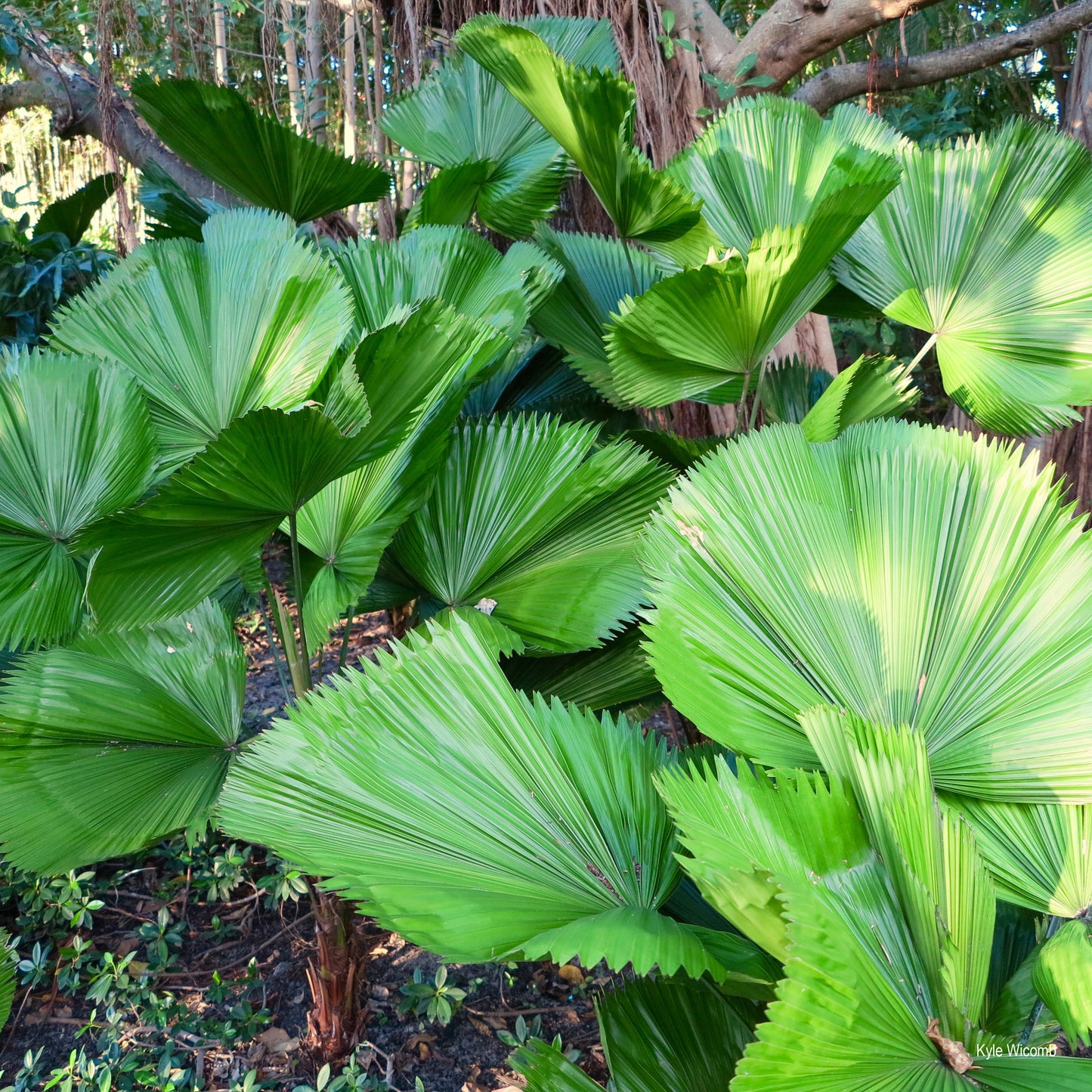 Licuala grandis - Vanuatu - Fan Palm, Palas Palm - 10 fresh seeds