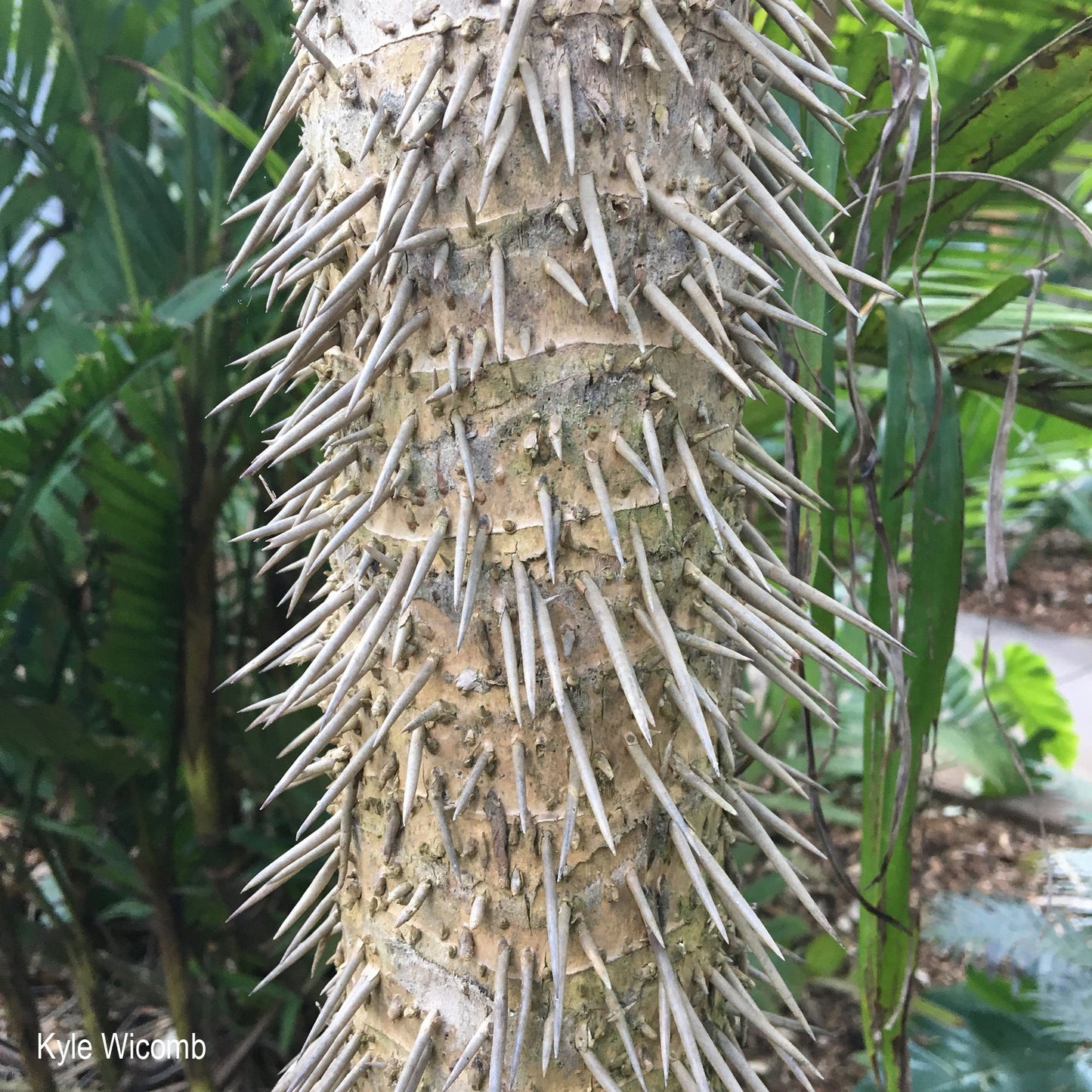 CRYOSOPHILA STAURACANTHA - Wurzelstachelpalme - 15- 25 cm Pflanze