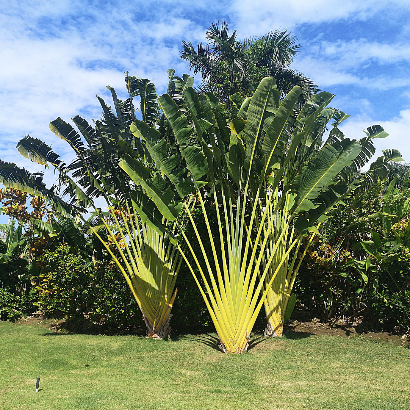 Ravenala Madagascariensis, Traveller's Palm – Greentize