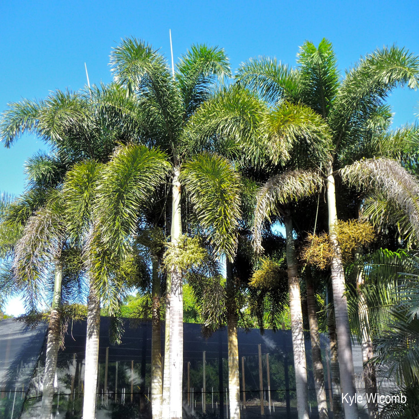 Wodyetia bifurcata, Foxtail Palm, 20cm(4"), Plant, Live Starer, Light frost -2C