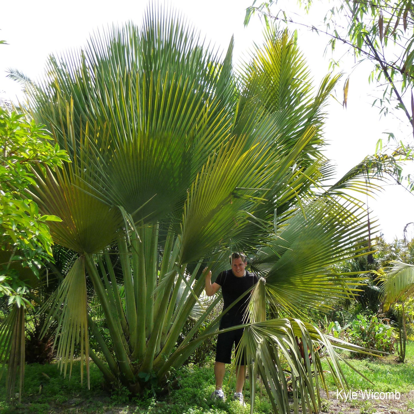 Copernicia gigas - Giant Yarey Palm- (20-25 cm) Pflanze