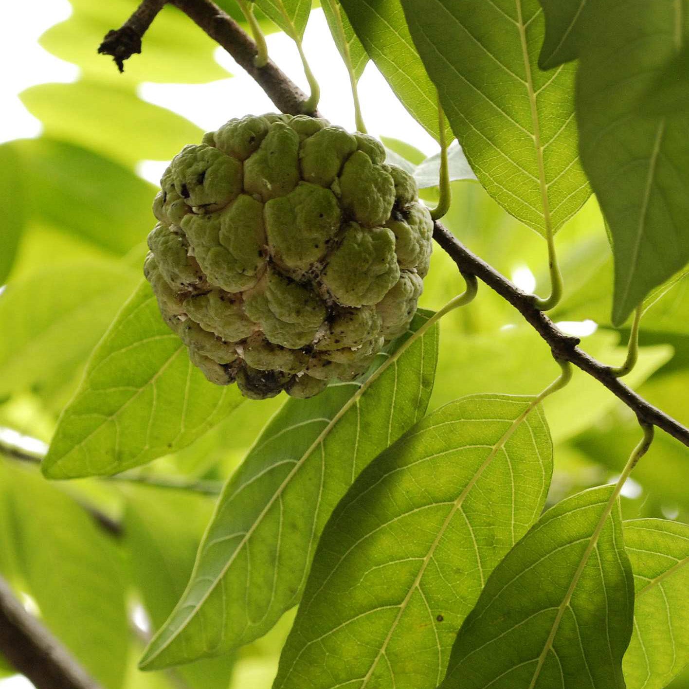 Annona squamosa – Sugar Apple (Sweetsop) – Plant 20–30 cm | VIRIAR.COM
