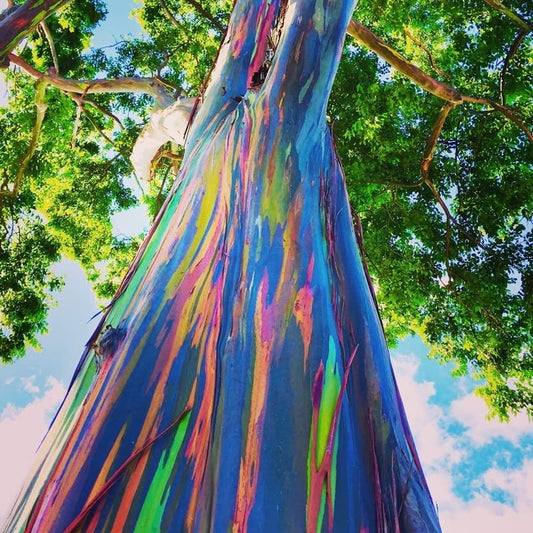 Rainbow eucalyptus - Eucalyptus deglupta - 100 pieces fresh seeds