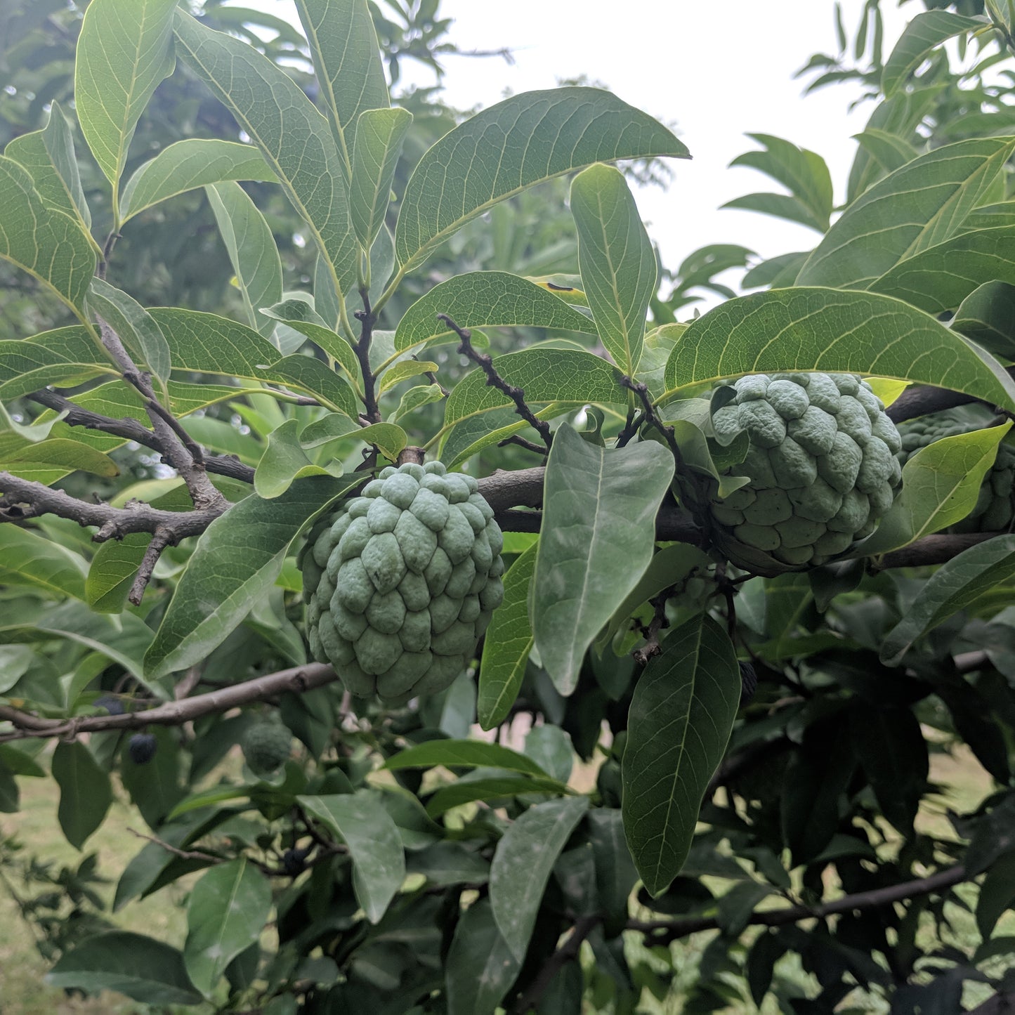 Annona squamosa – Sugar Apple (Sweetsop) – Plant 20–30 cm | VIRIAR.COM