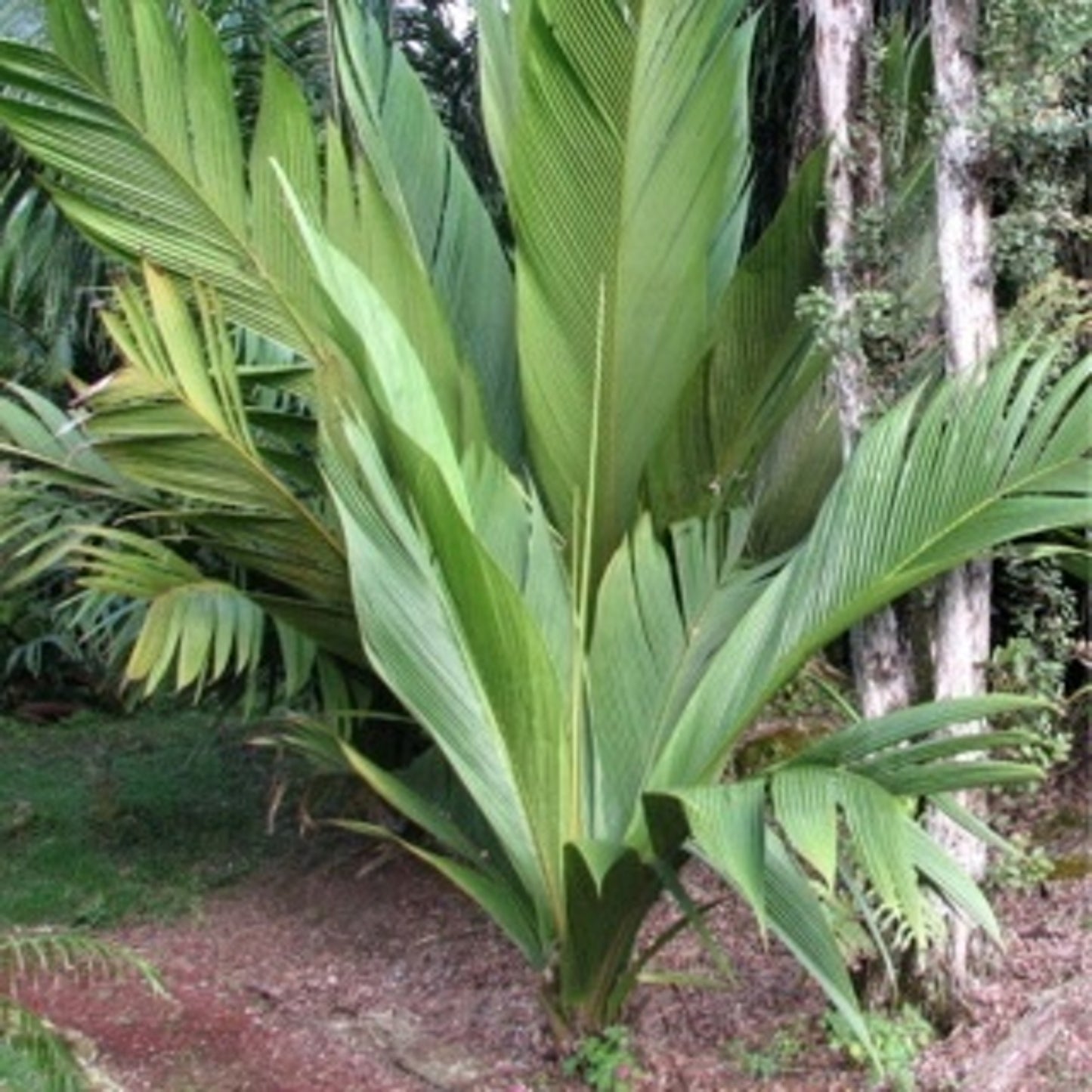 Marojejya - Big Leaf Palm - 1 X fresh seeds