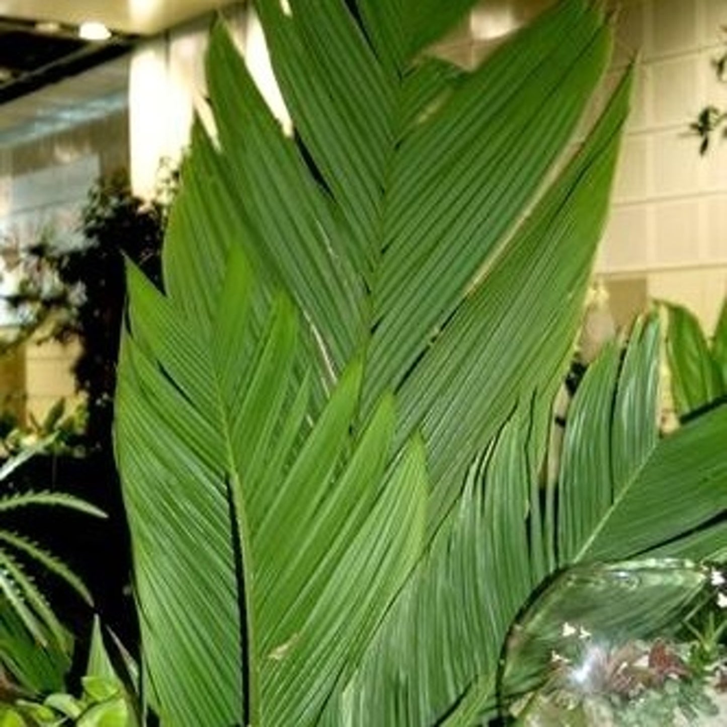 Marojejya - Big Leaf Palm - 1 X fresh seeds