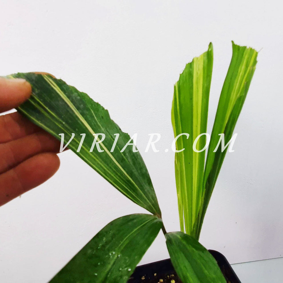 Caryota mitis 'Variegata' - Variegated Fishtail Palm - 15- 25 cm plant ...