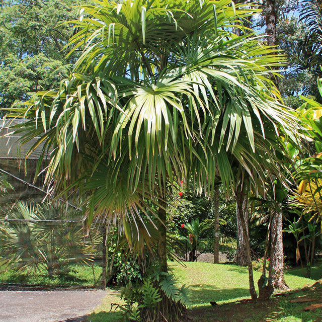 CRYOSOPHILA STAURACANTHA - Root Spine Palm  - 15- 25 cm plant