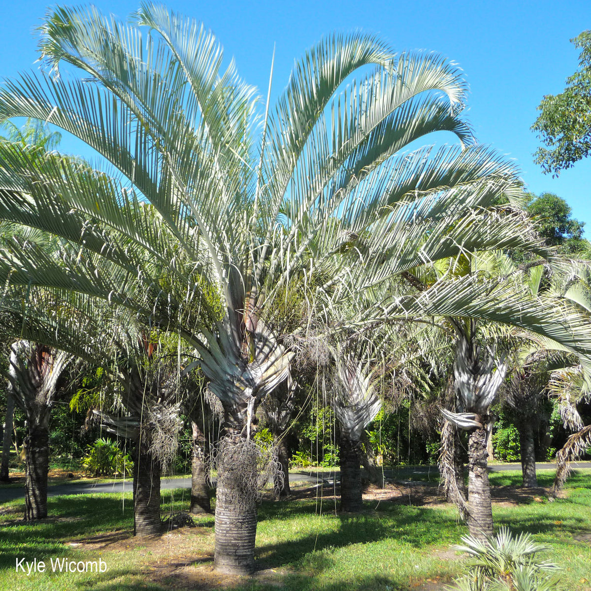 Triangular Palm Tree Types Palma Triangular