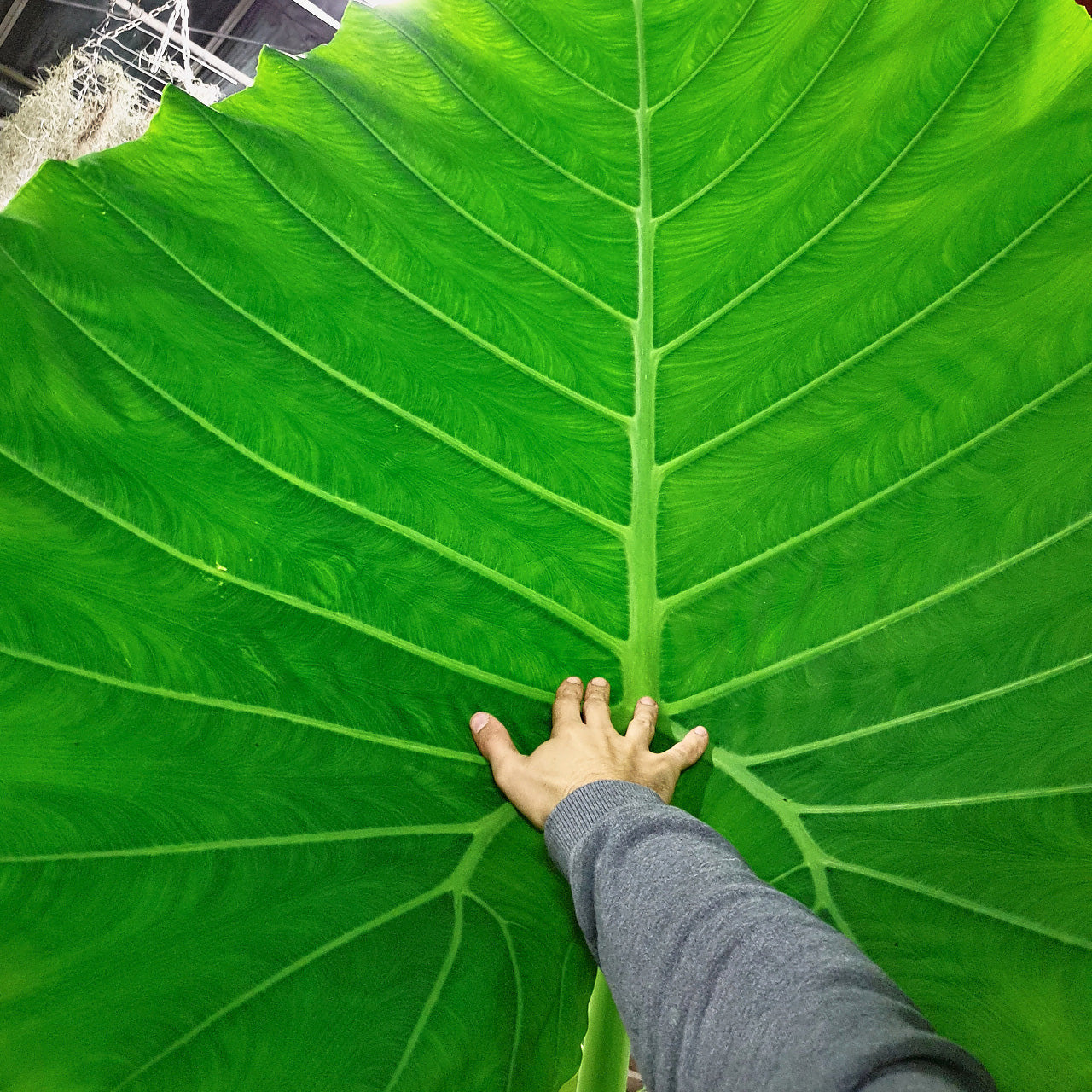 Leucocasia Gigantea 'Thailand Giant' 15 - 30 cm - Pflanze