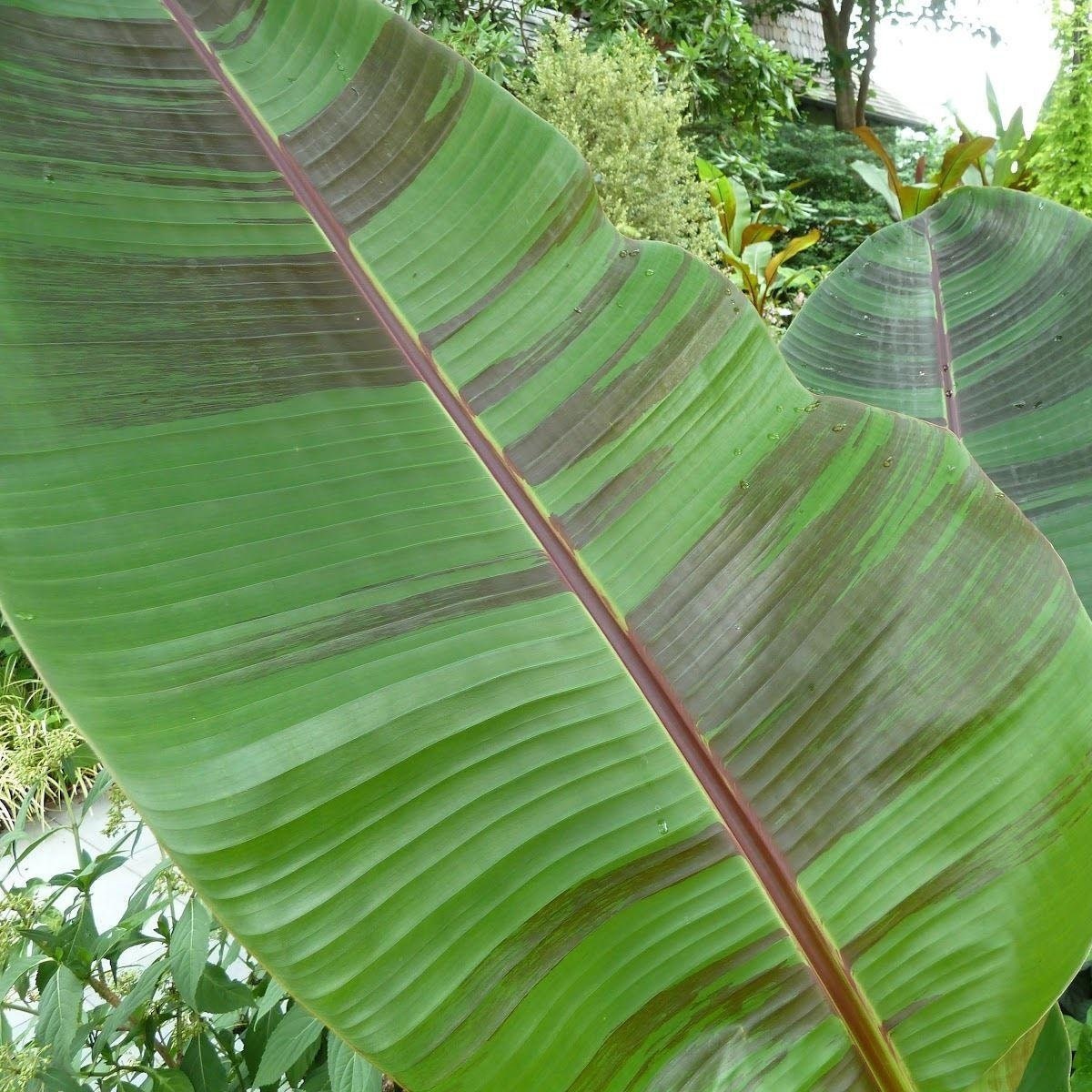 Musa Sikkimensis Red Tiger Banana Seeds – Darjeeling Banana (5 Seeds)