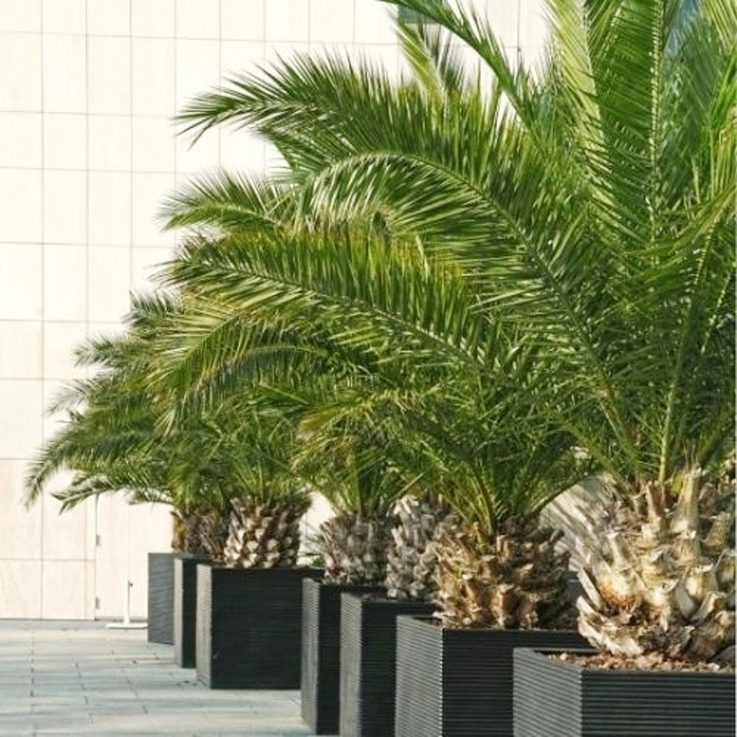 Phoenix canariensis - Canary Island Date Palm - 25 pieces fresh seeds