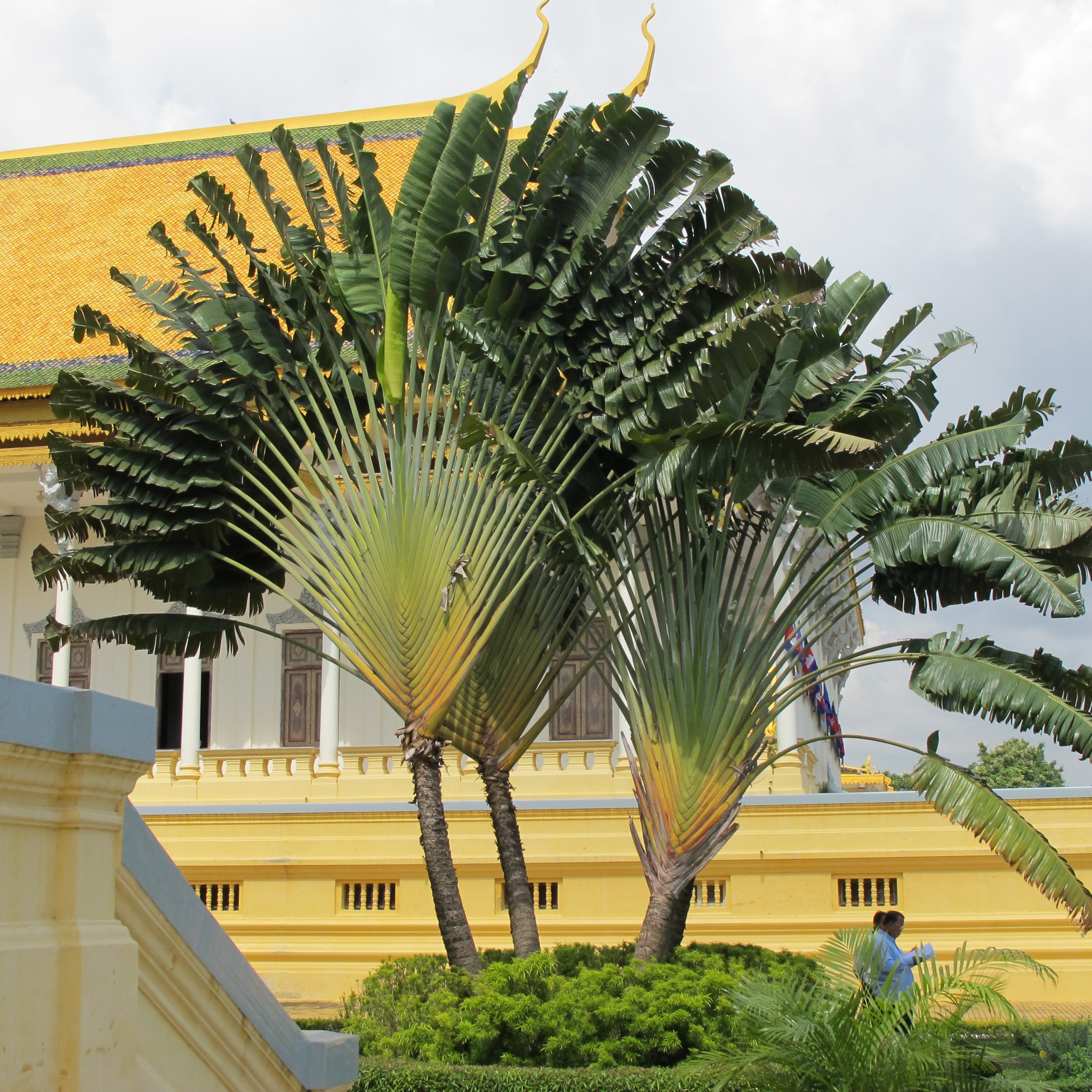 Ravenala Madagascariensis Palm, Travellers Tree or