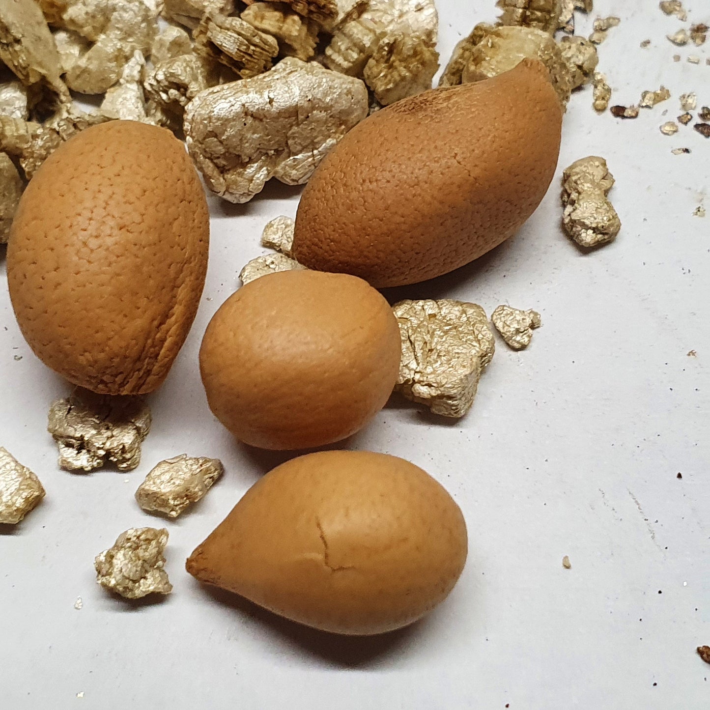 Rhapidophyllum Hystrix-seeds