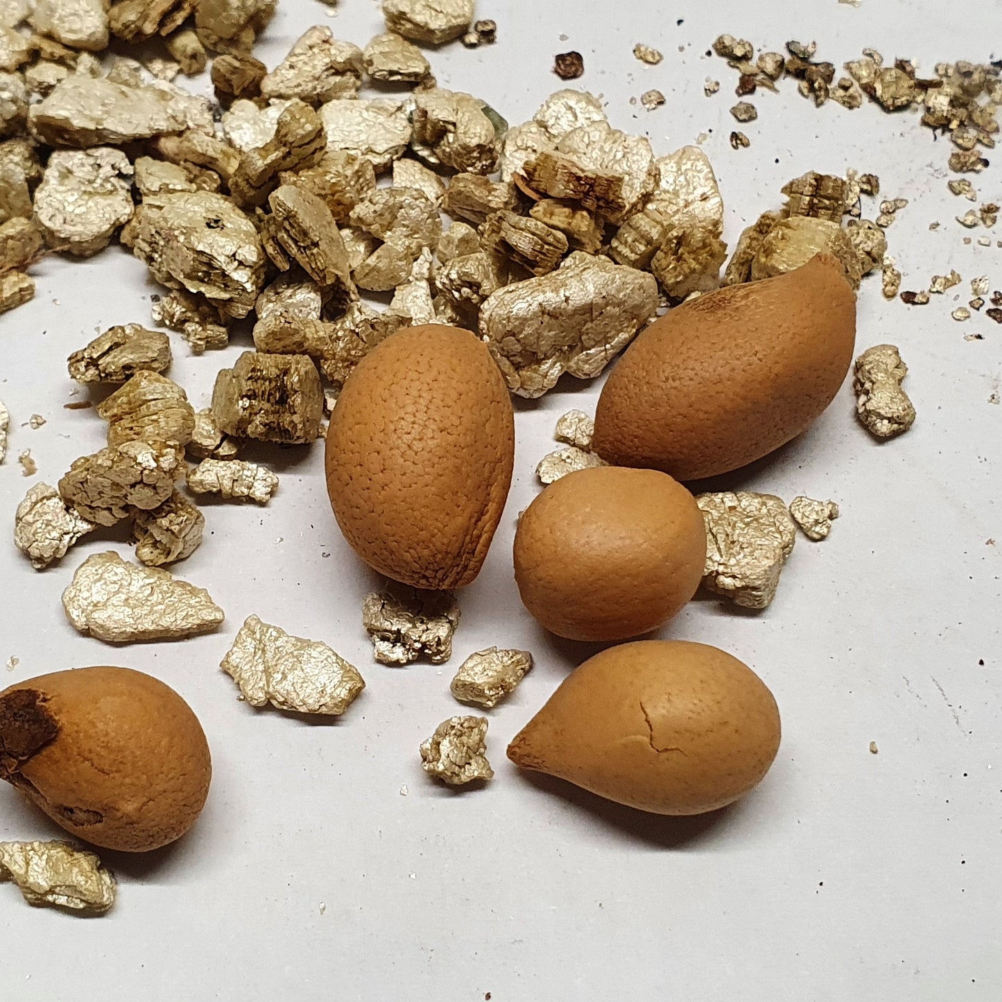 Rhapidophyllum hystrix – Needle Palm – Seeds