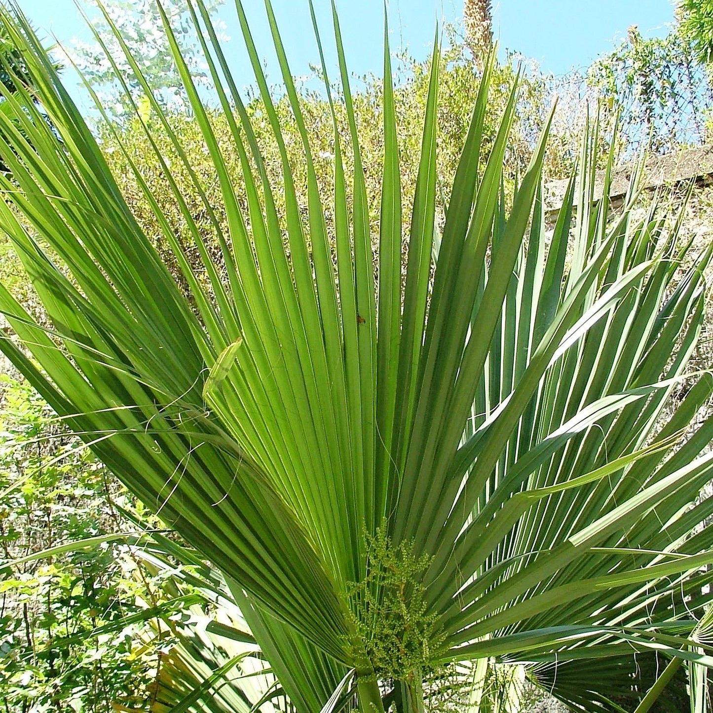 Sabal bermudana, Bermuda Palmetto - 15-25cm Live starter, Plant