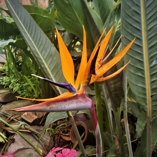 Strelitzia reginae - Orange Bird of Paradise - 25 cm Pflanze