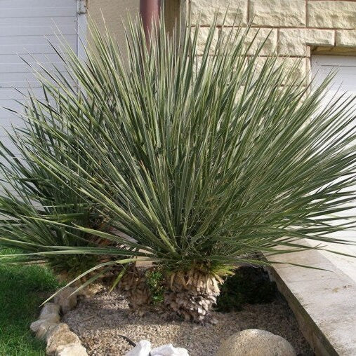 Yucca Plus Yucca Glauca - Yucca glauque - Le yucca le plus rustique du monde ...