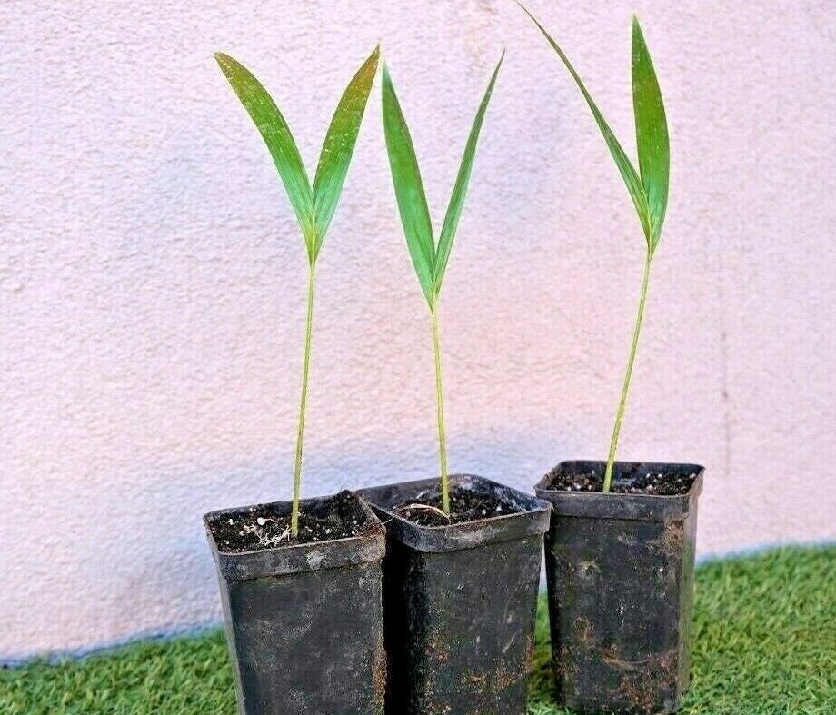 Adonidia merrillii-Weihnachtspalme-Veitchia merrillii-15cm(6") Plant-Live Starter