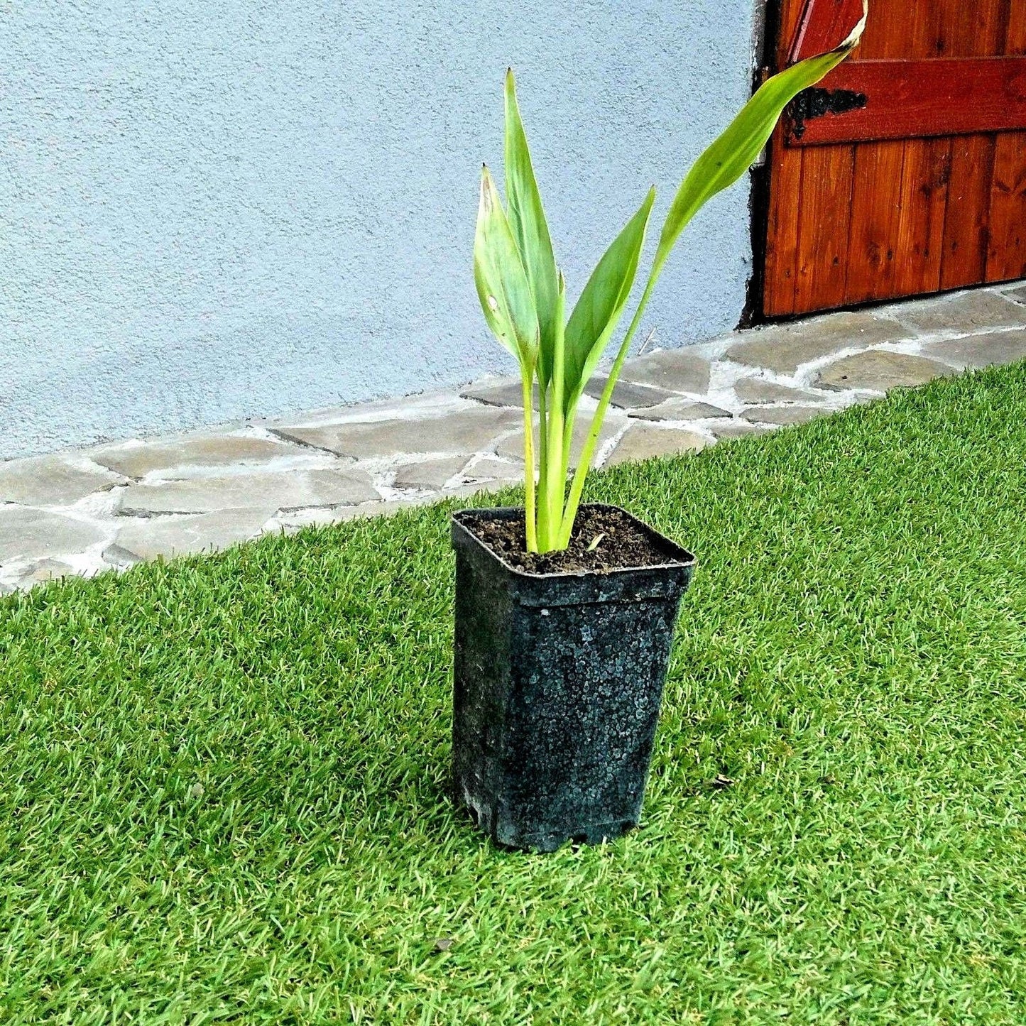 Ravenala madagascariensis - Traveller's palm-plant - 15 - 30 cm(6") - Live starter