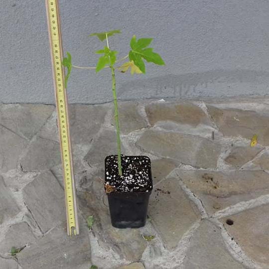 Papaya (Carica papaya)-20cm(8") Plant-Live starter