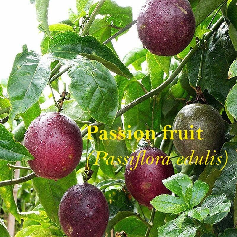 Passion fruit (Passiflora edulis)-10cm(4") Plant-Live starter