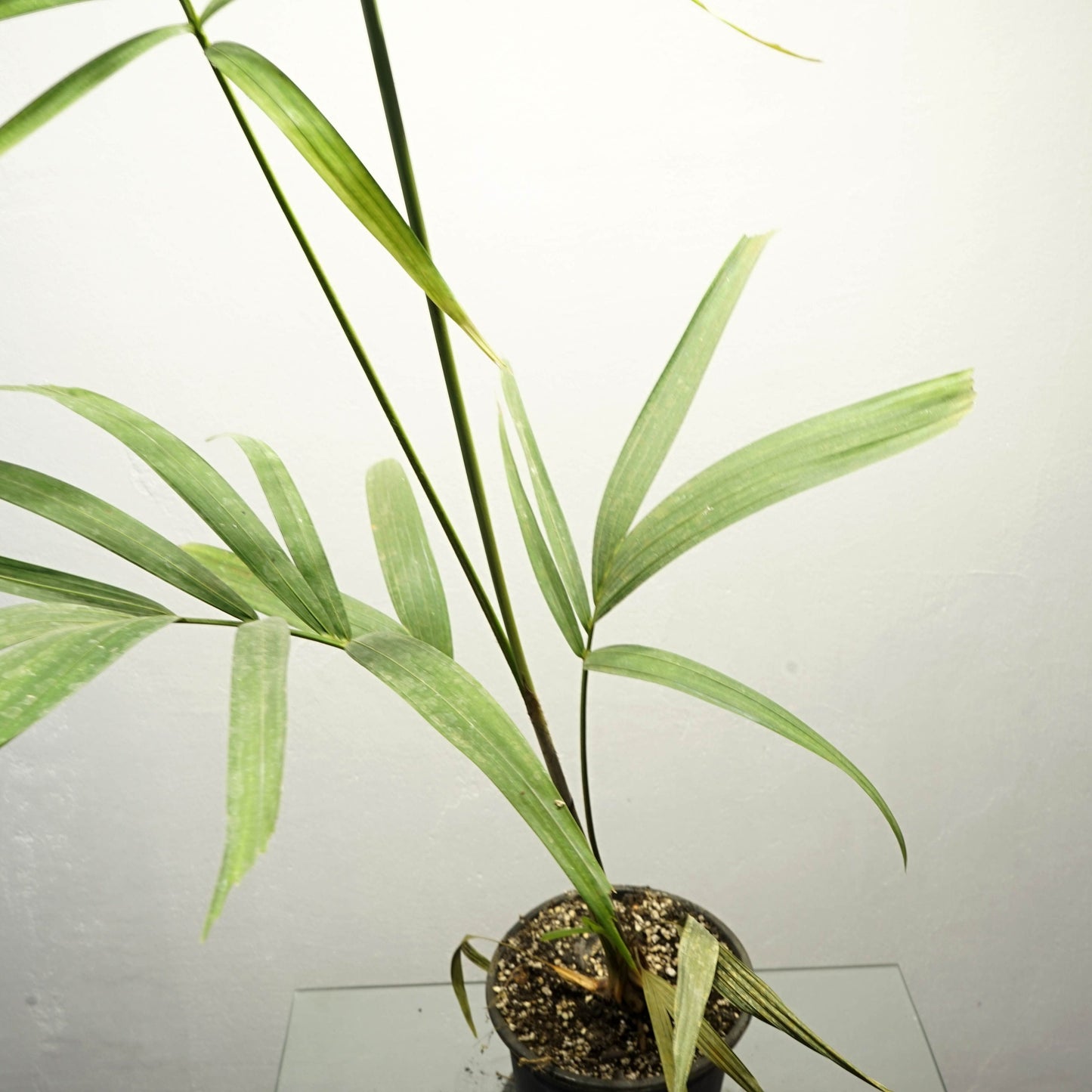 Wodyetia bifurcata, Fuchsschwanzpalme, 20cm(4"), Pflanze, Live Starer, Leichter Frost -2C