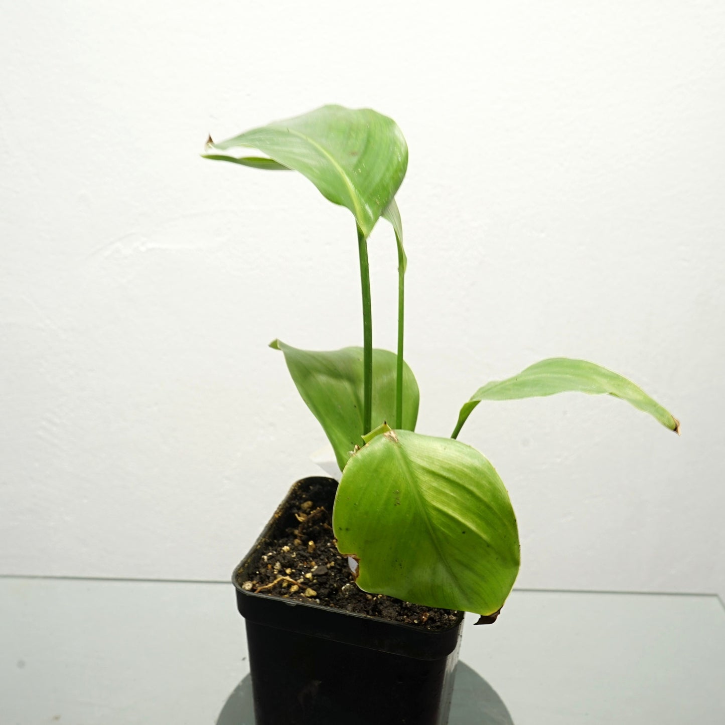 Strelitzia nicolai - White Bird of Paradise  20- 40 cm plant