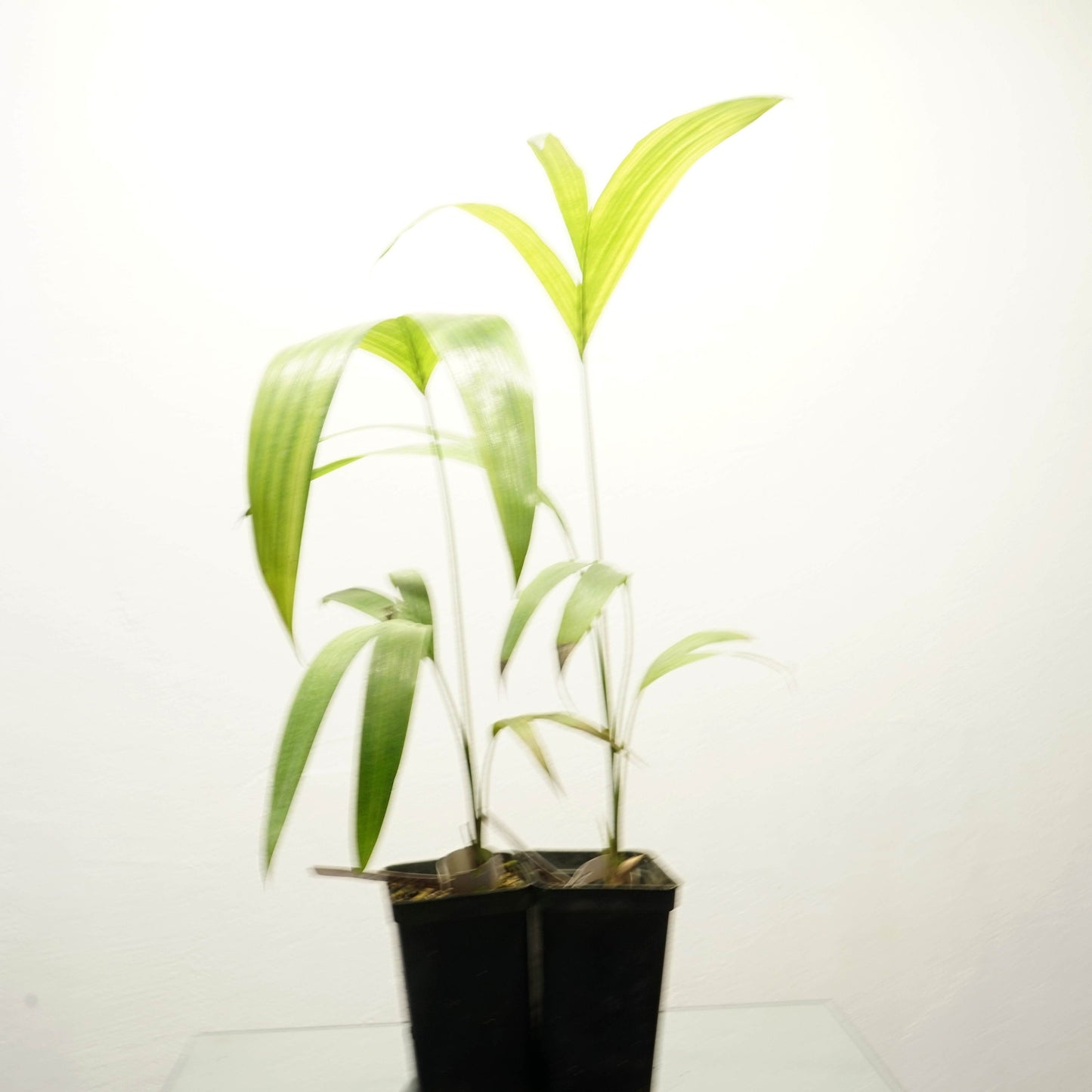 Rocky River palm - Archontophoenix tuckeri 20- 30 cm plant