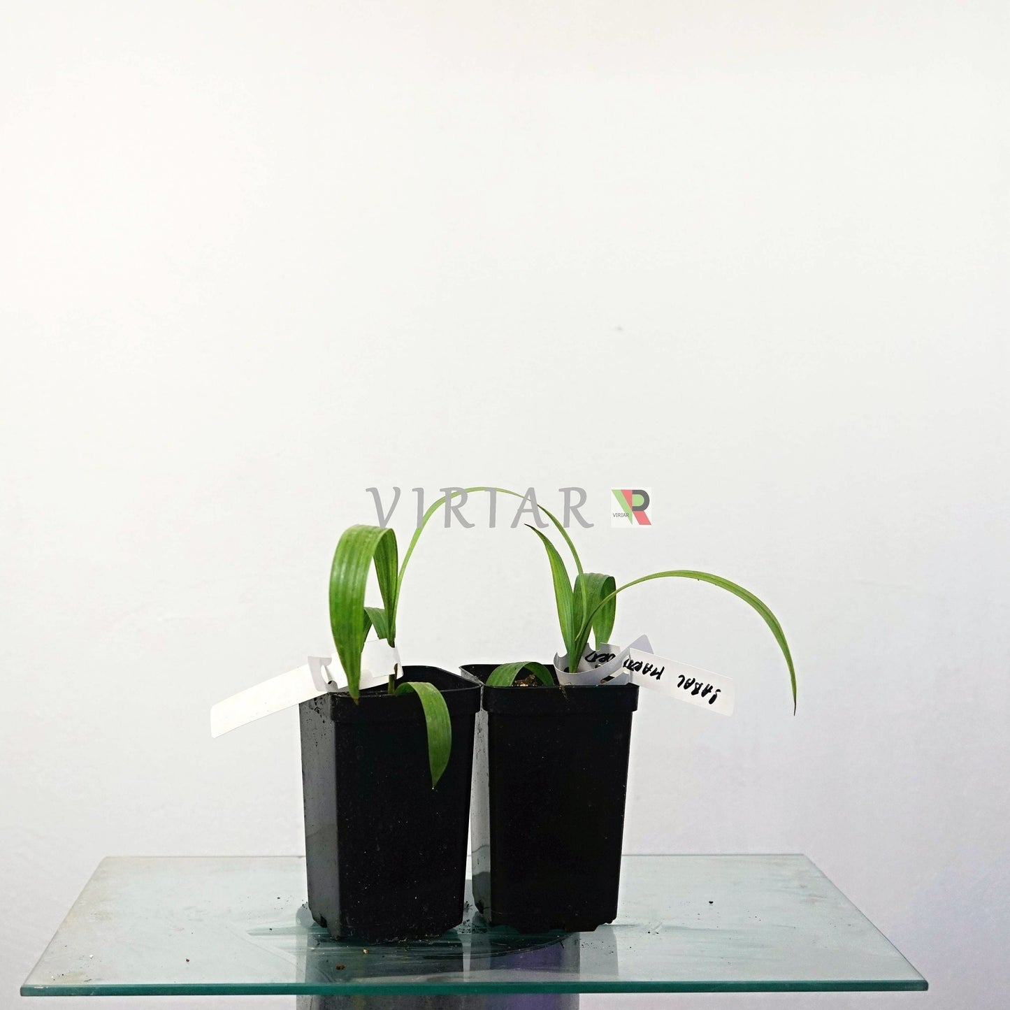 Sabal Mauritiformis - Lorbeerpalme - 15 cm große Pflanze