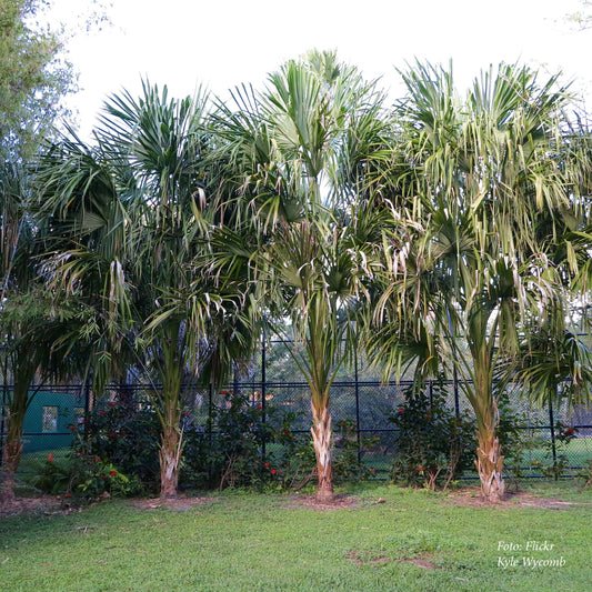 Sabal Mauritiformis - Bay Palmetto - 15 cm plant