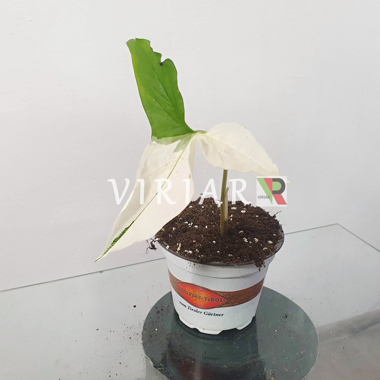 Syngonium podophyllum albo-variegatum 1-2 Blätter - 15 cm Pflanze