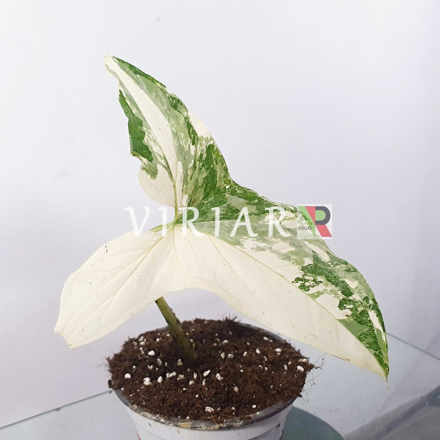 Syngonium podophyllum albo-variegatum 1-2 Blätter - 15 cm Pflanze