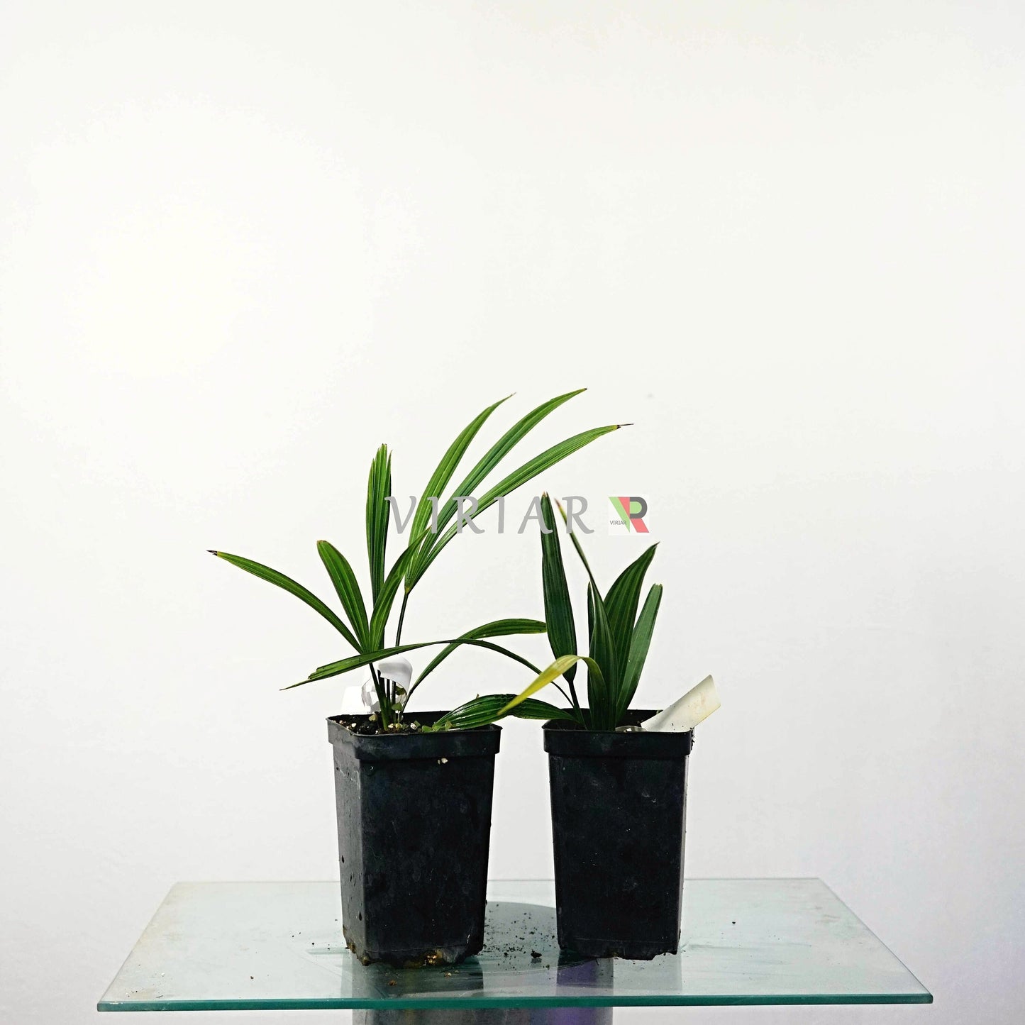TRACHYCARPUS FORTUNEI-Chusan-Palme-Pflanze-25 cm(10")-Lebender Starter