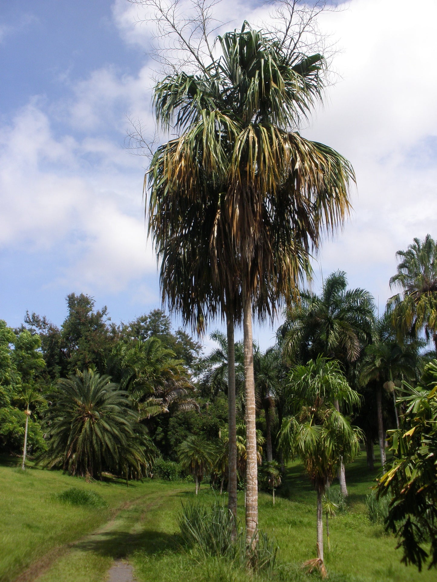 Sabal Mauritiformis - Bay Palmetto - 15 cm plant