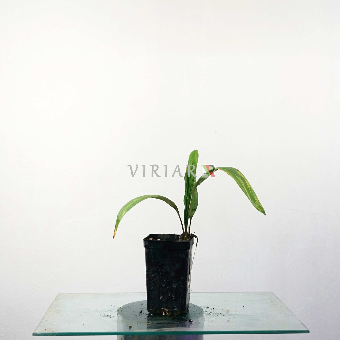 CRYOSOPHILA STAURACANTHA - Root Spine Palm  - 15- 25 cm plant