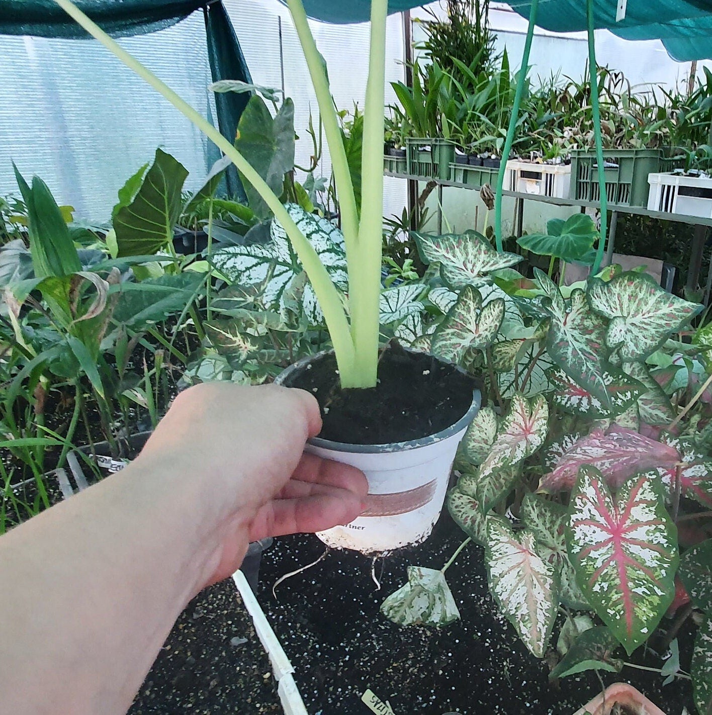 Leucocasia Gigantea 'Thailand Giant' 15 - 30 cm - Plant