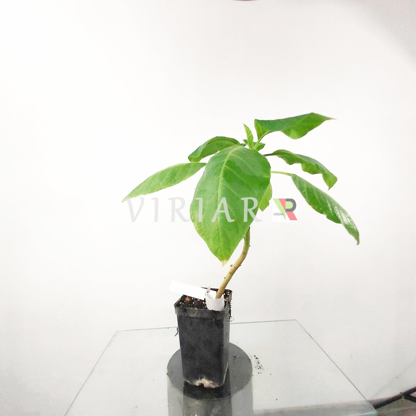 Brugmansia arborea- White Angel's Trumpet - plant 20-25 cm