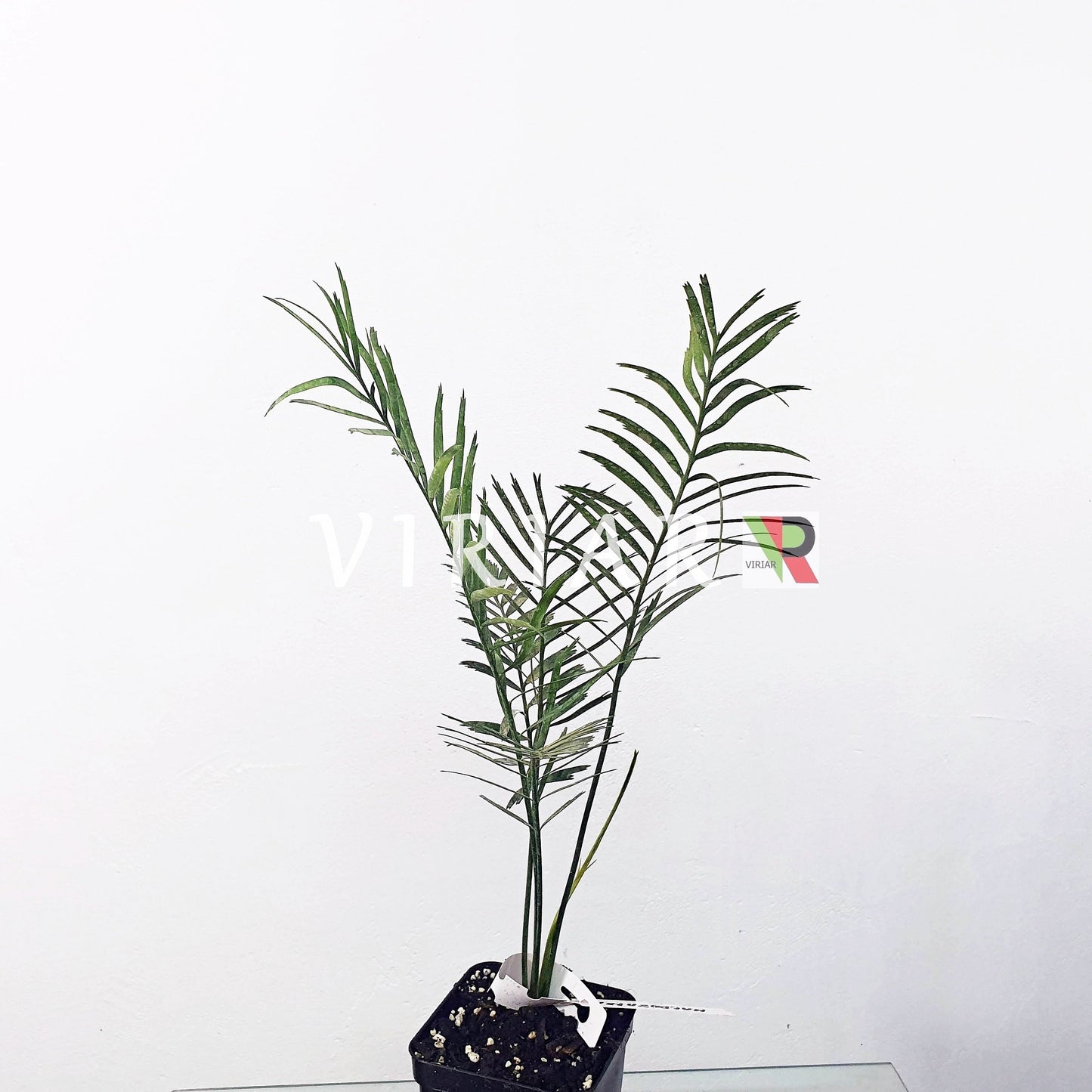 Macrozamia communis - Burrawang - 15 - 25 cm große Pflanze