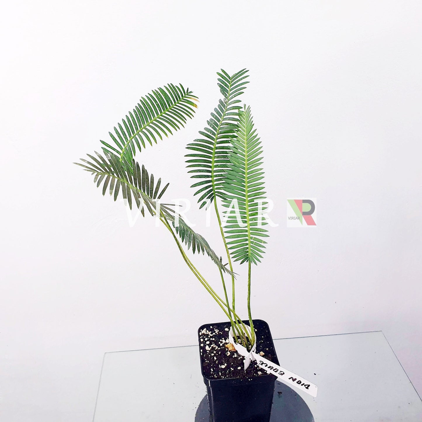 Dioon edule - Chestnut Dioon - 15 - 25 cm plant