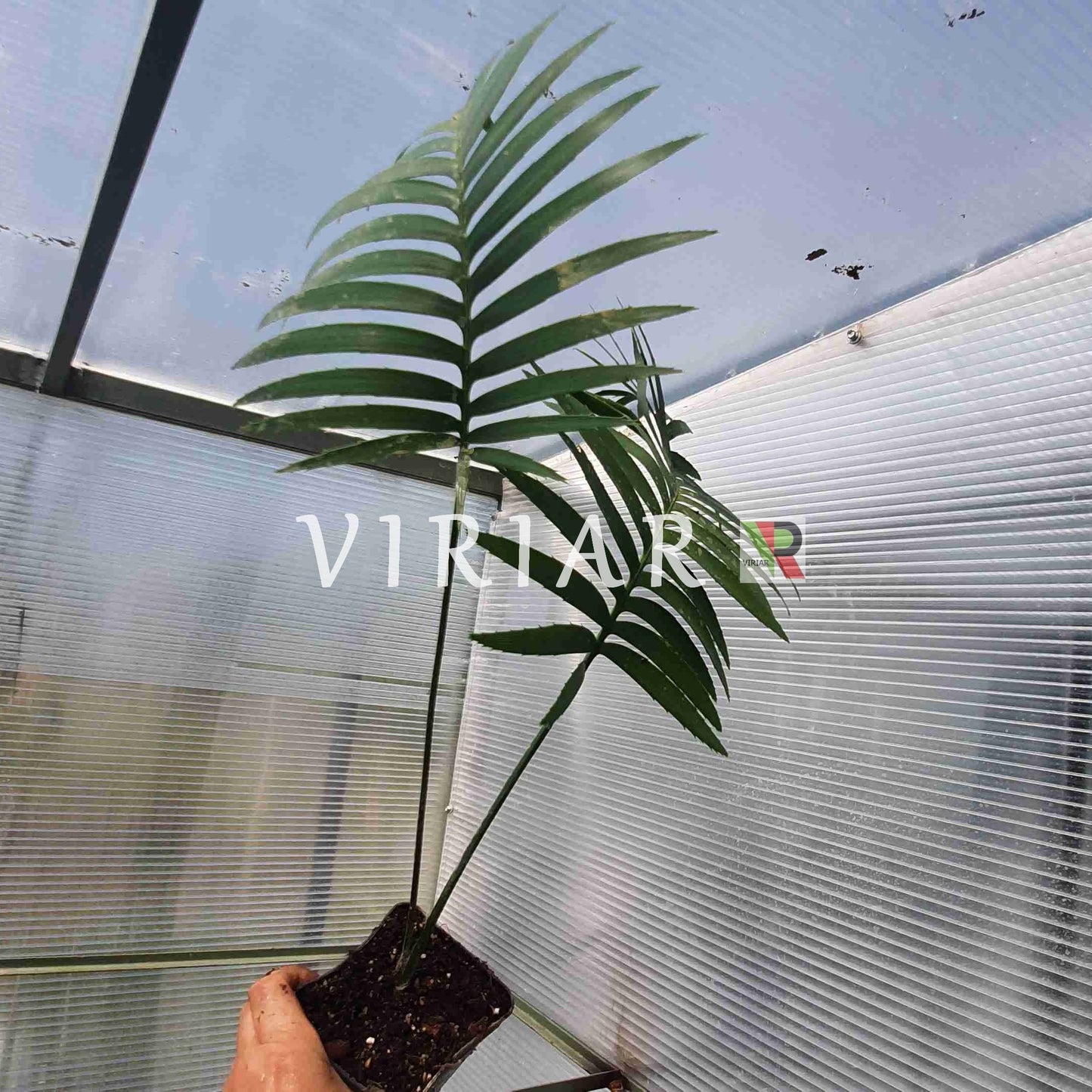 Dioon spinulosum - Riesenmexikanische Palmfarne - 15- 25 cm große Pflanze