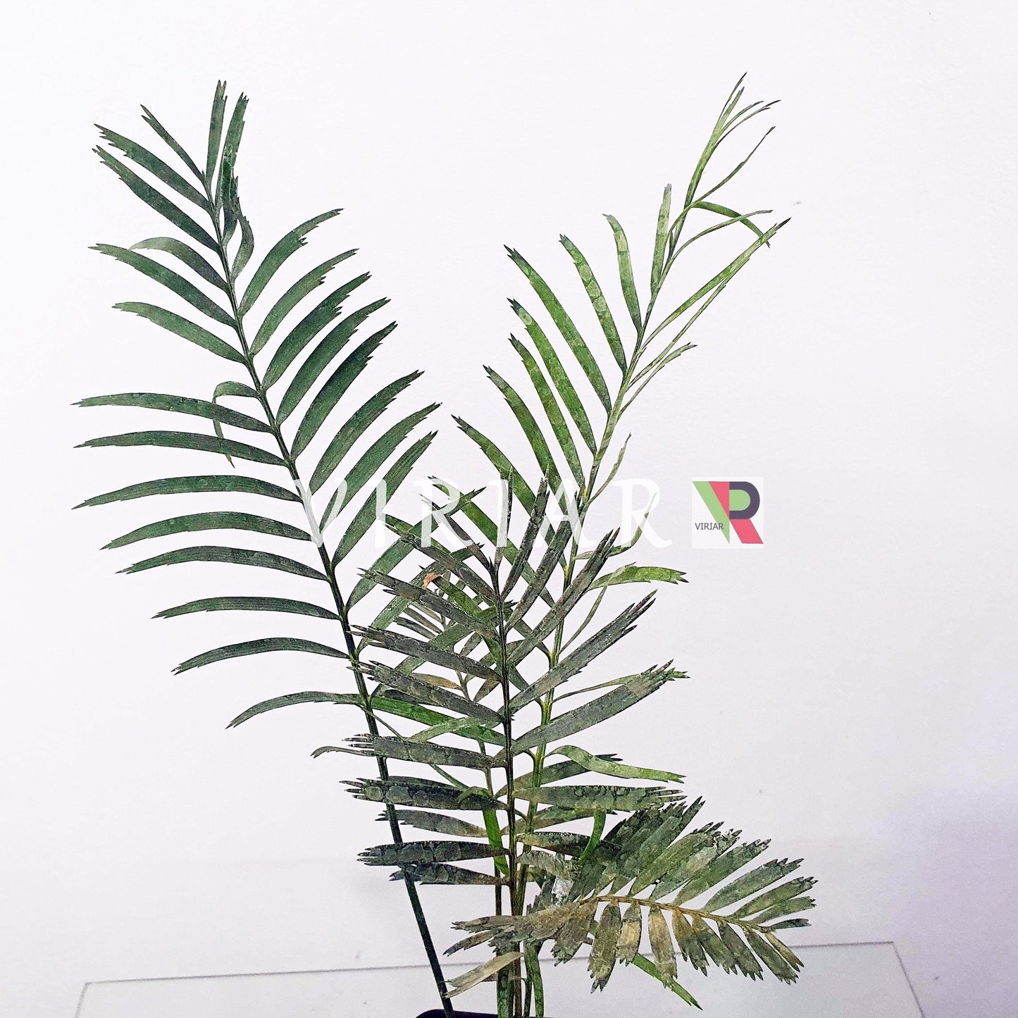 Macrozamia communis - Burrawang  - 15 - 25 cm plant