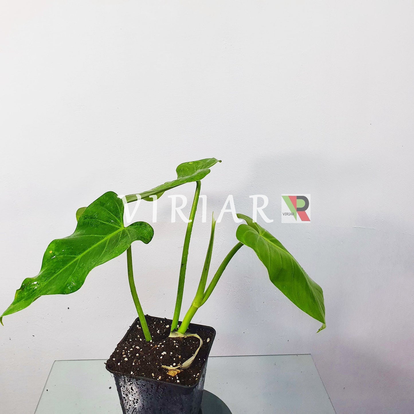 Philodendron Sagittifolium (ein- oder zweiblättrig) 25 cm große Pflanze