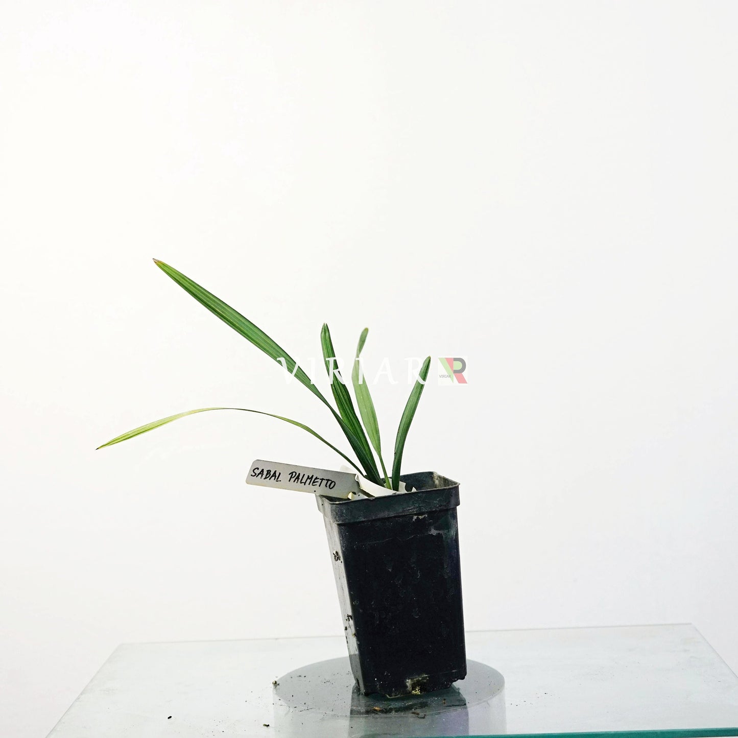 Säbelpalme - Palmetto-Palme - 20- 40 cm Pflanze